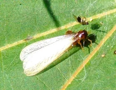 Asian Subterranean Termite